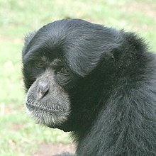 Palm oil and siamangs